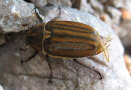 Image of Anoxia (Mesanoxia) matutinalis Laporte 1832