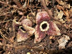 Image of Wild ginger