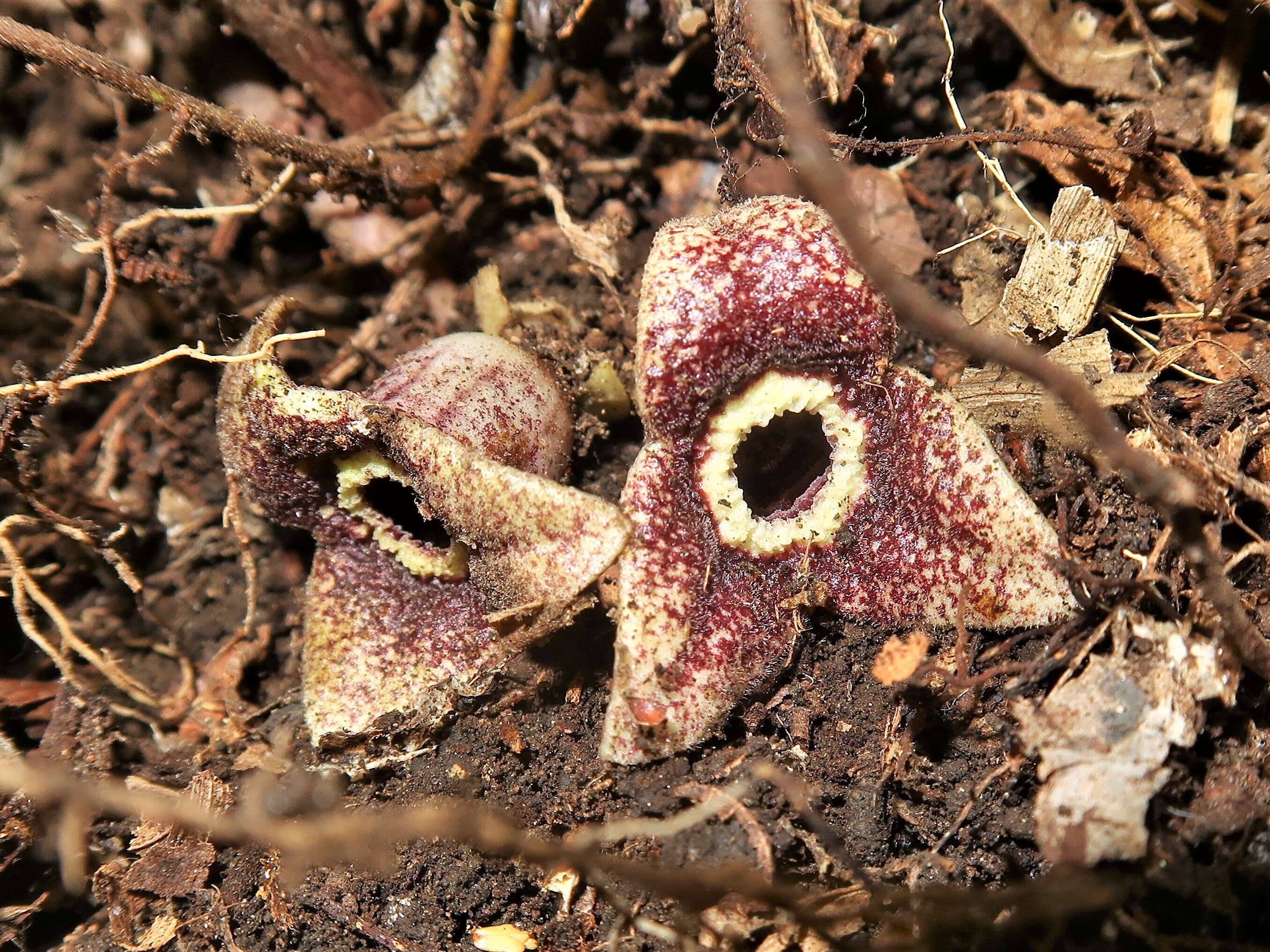 Image of Wild ginger