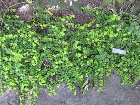 Image of creeping jenny