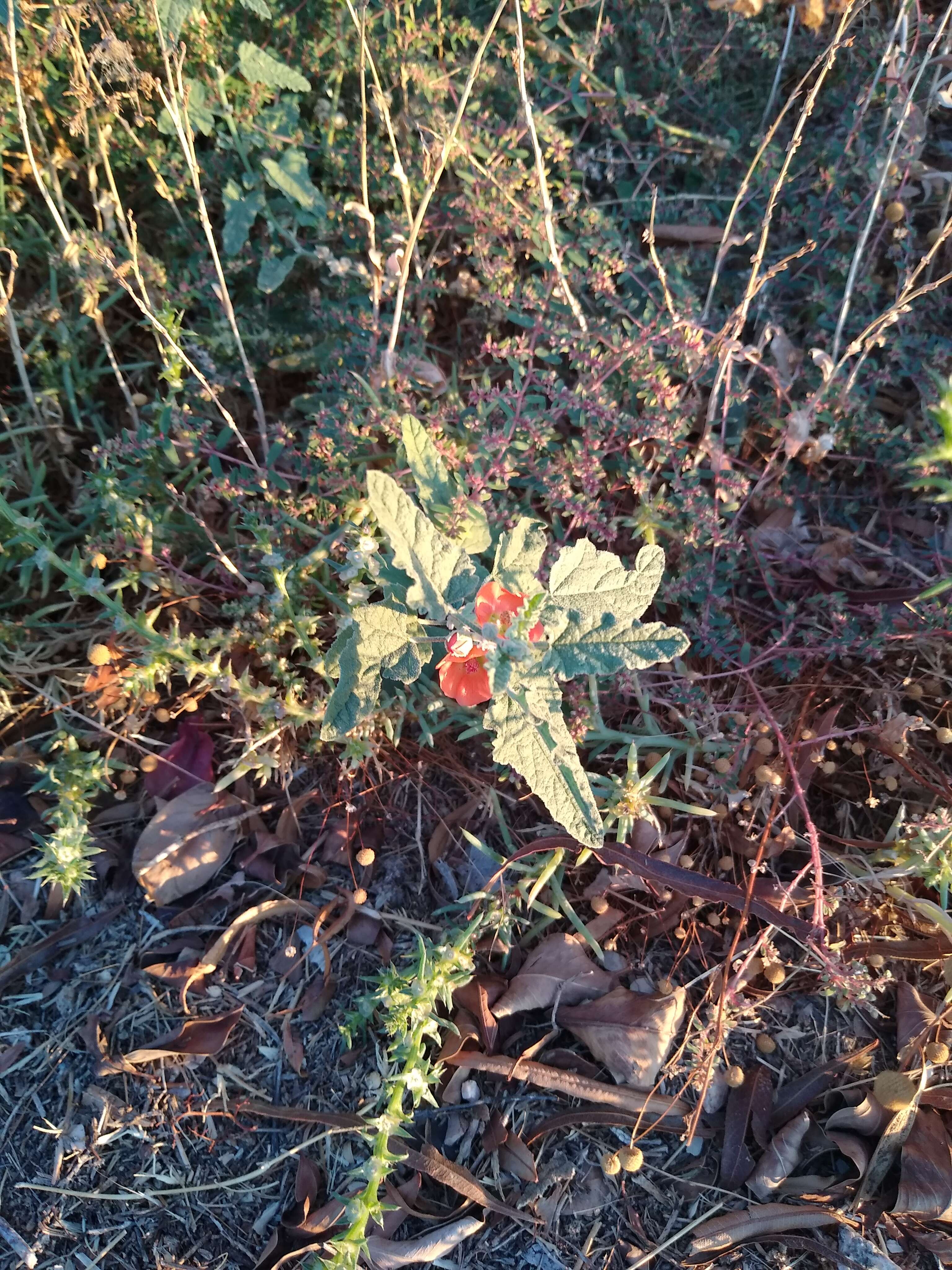 Image of desert globemallow