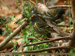 Image of Fire-fronted Serin