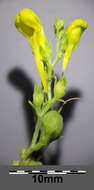 Image of broomleaf toadflax