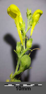 Image of broomleaf toadflax