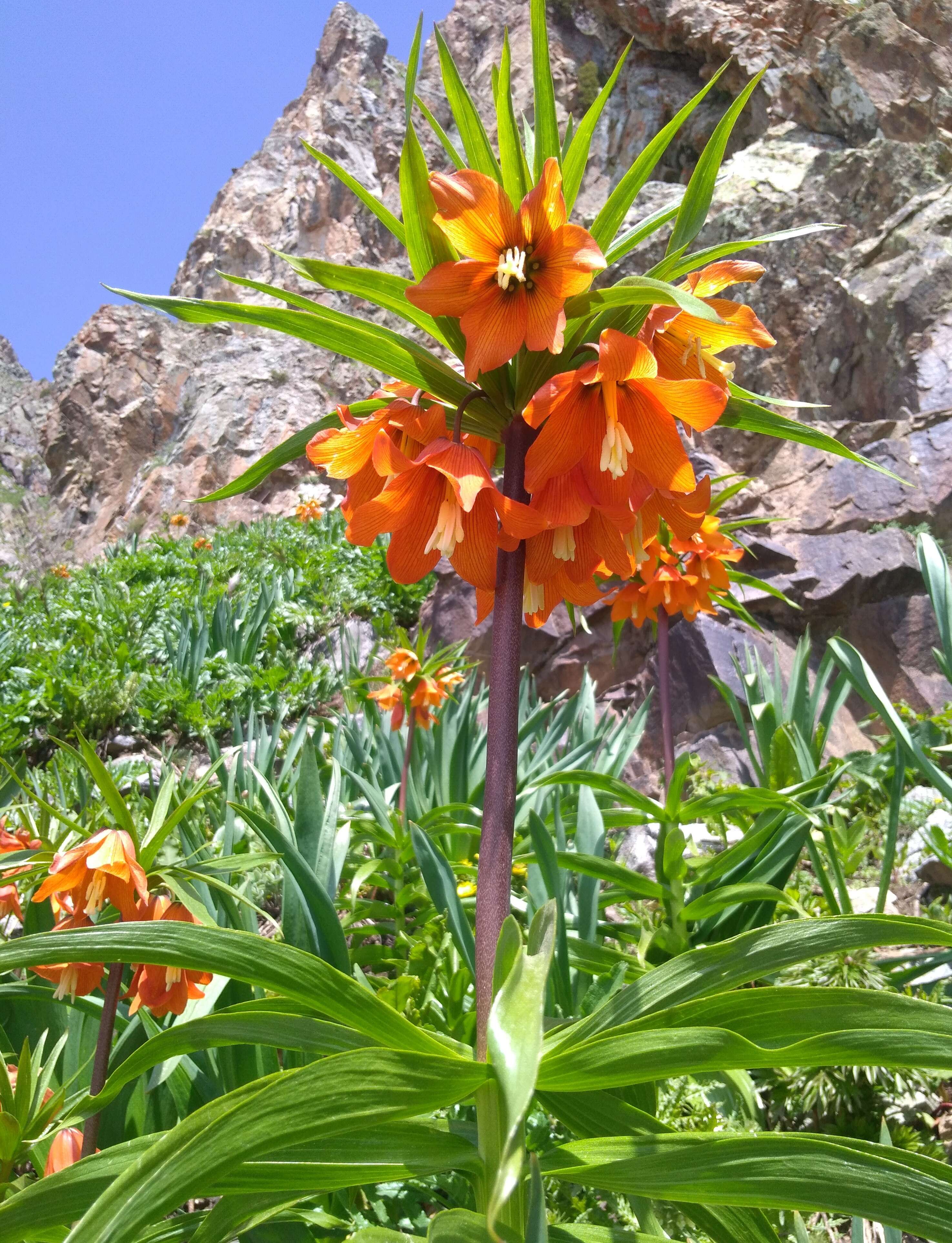 Image of Fritillaria eduardii A. Regel ex Regel