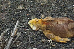 Image of Galapagos Land Iguana