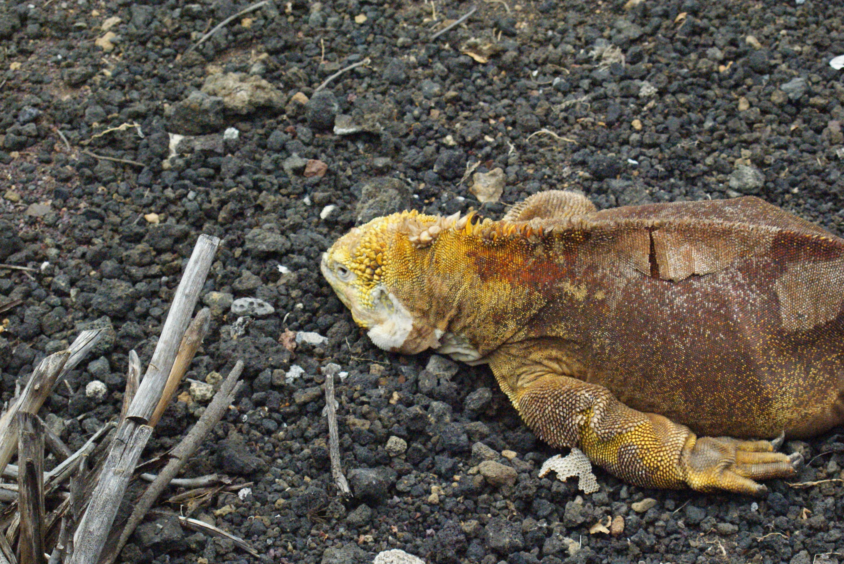 Image of Galapagos Land Iguana