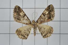 Image of Alcis taiwanovariegata