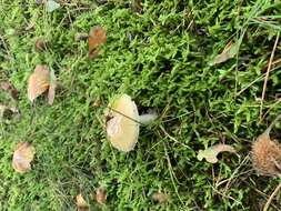 Image of gemmed Amanita