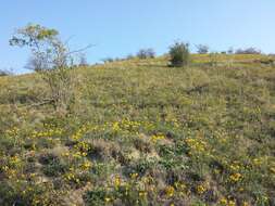 صورة Galatella linosyris (L.) Rchb. fil.