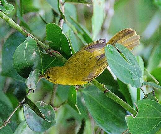 Erythrocercus holochlorus Erlanger 1901的圖片