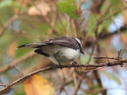 Image of White-browed Fantail