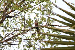 Image of Adamawa Turtle Dove