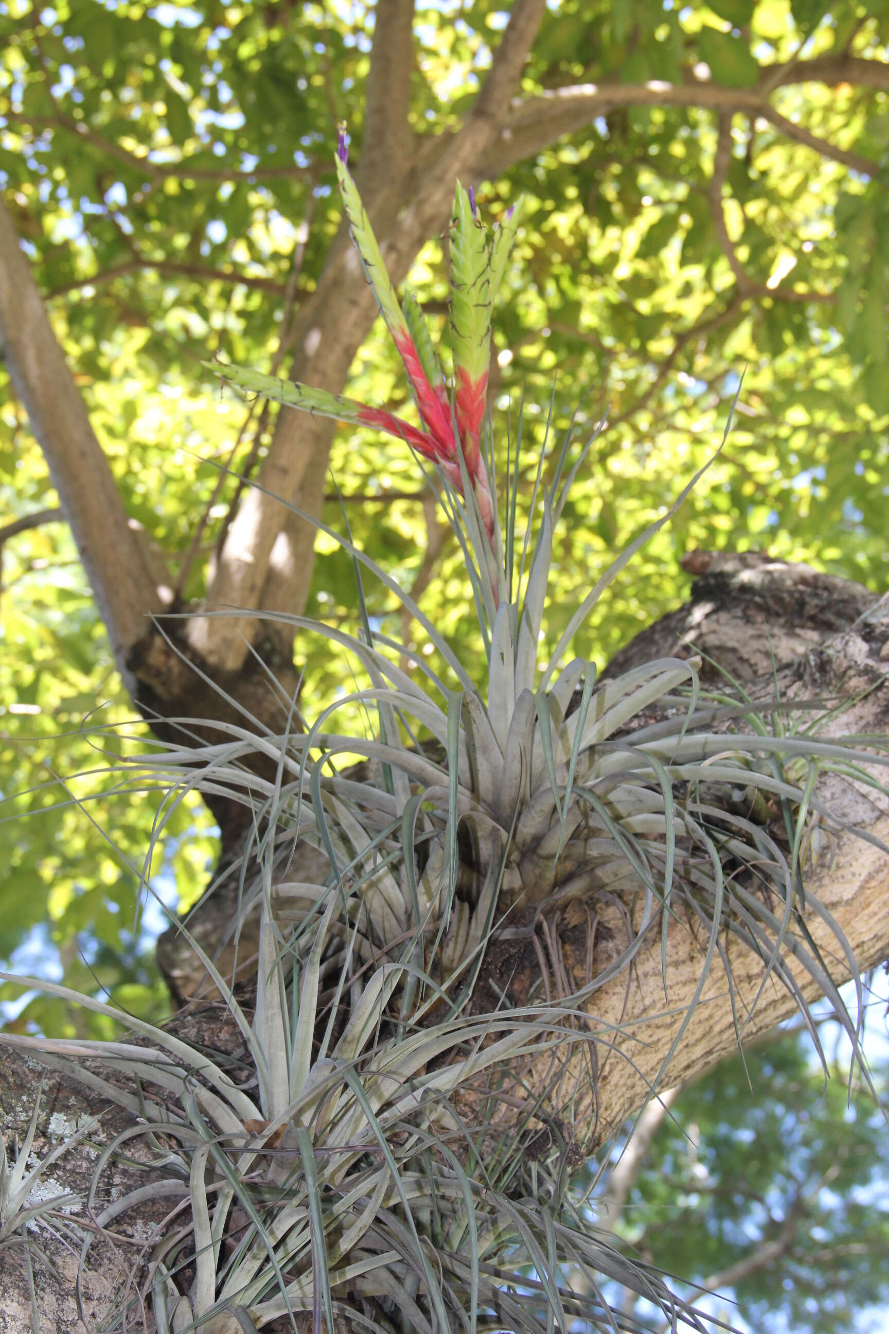 Image of Airplants