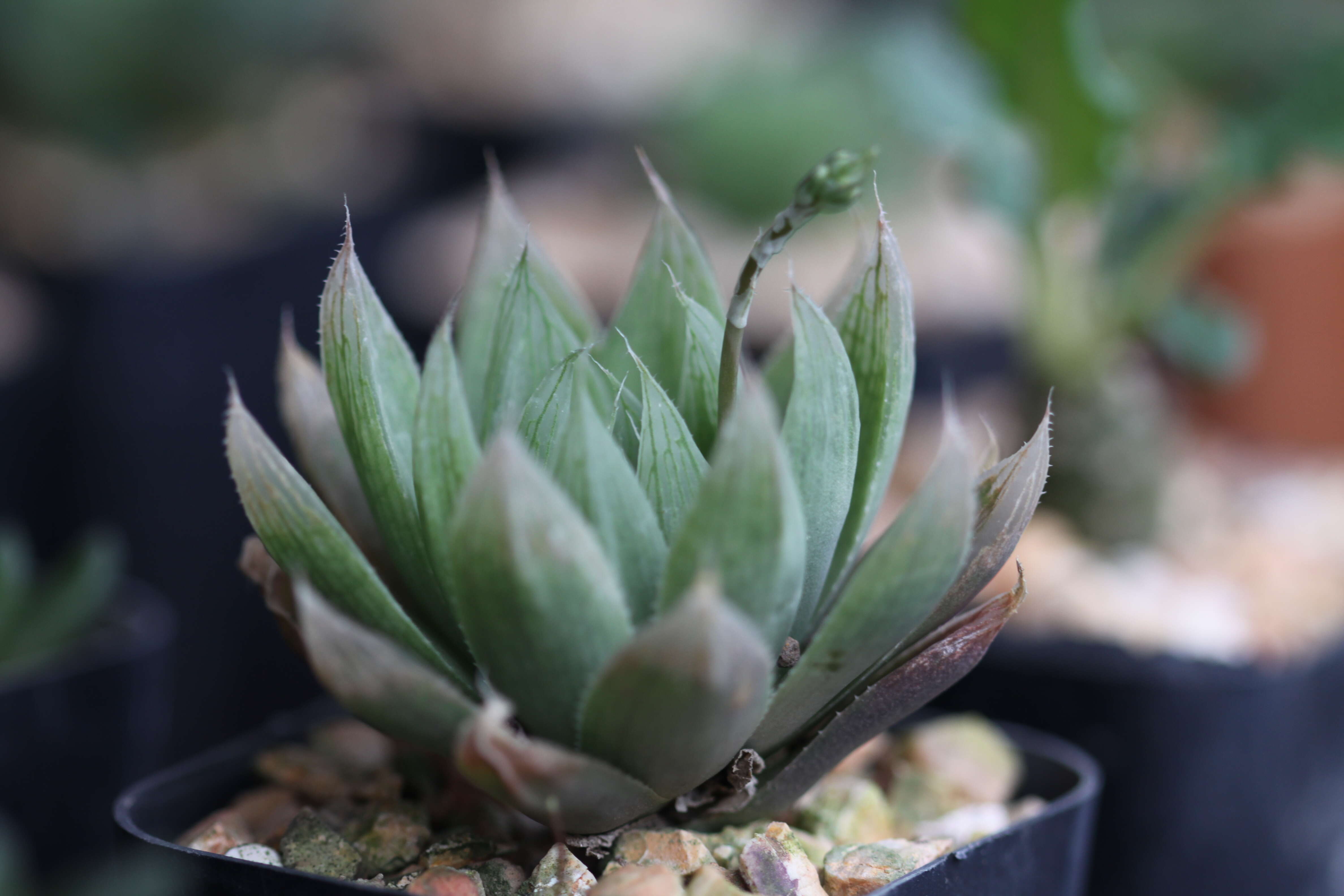 Haworthia resmi