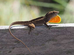 Image of Bahaman brown anole