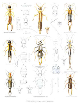 Image of earwigs