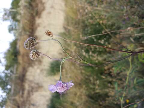 Image of Scabiosa triandra L.