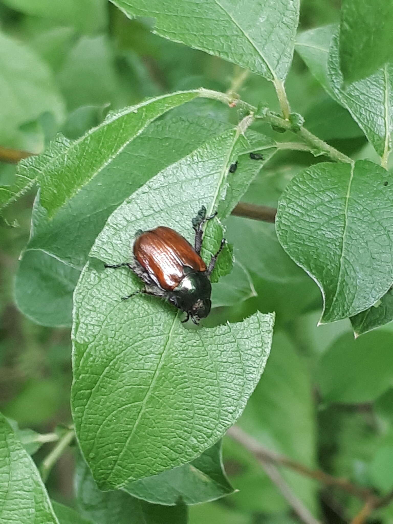 Image of Phyllopertha