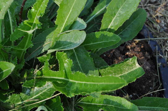 Plancia ëd Sonchus arvensis L.