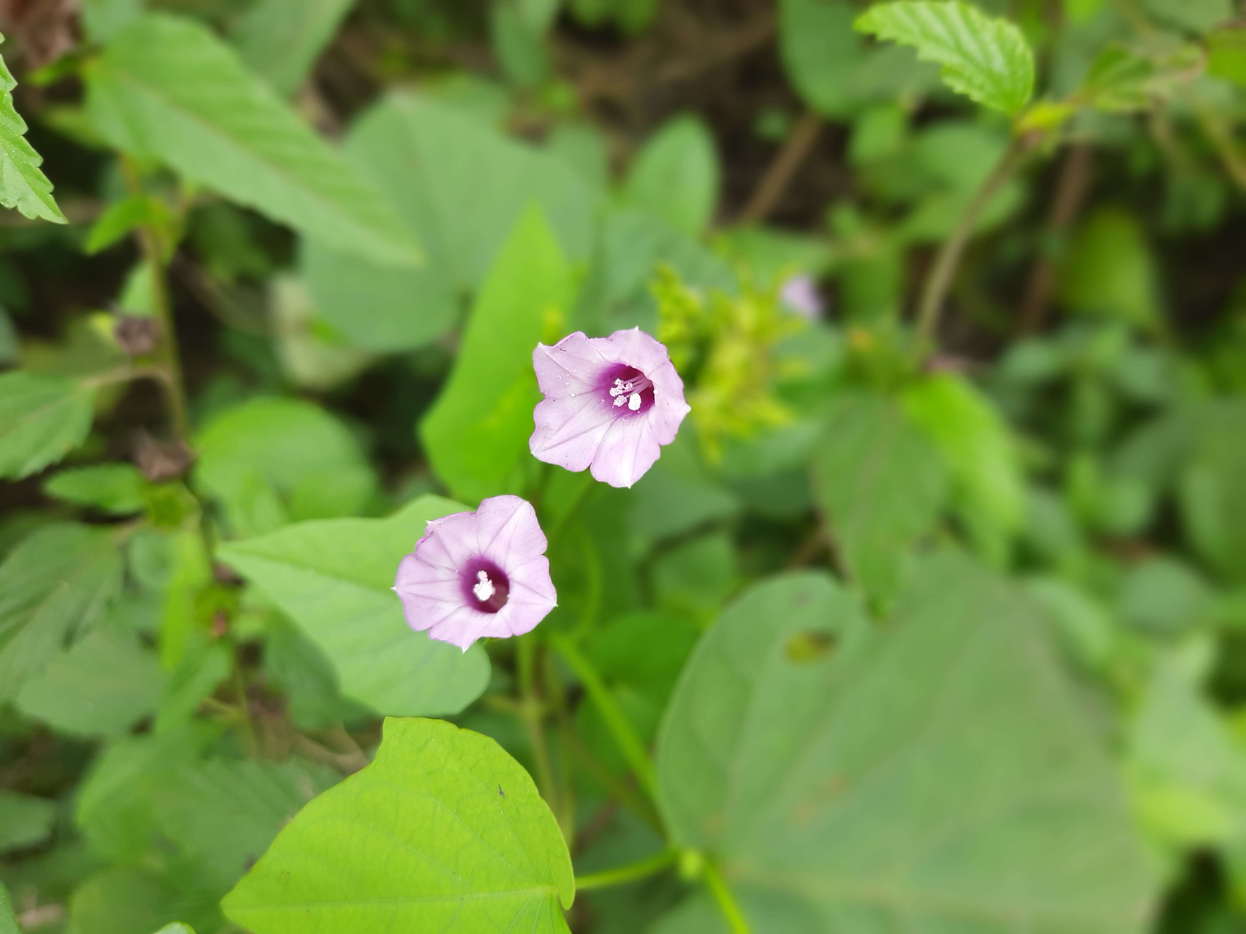 Plancia ëd Ipomoea triloba L.