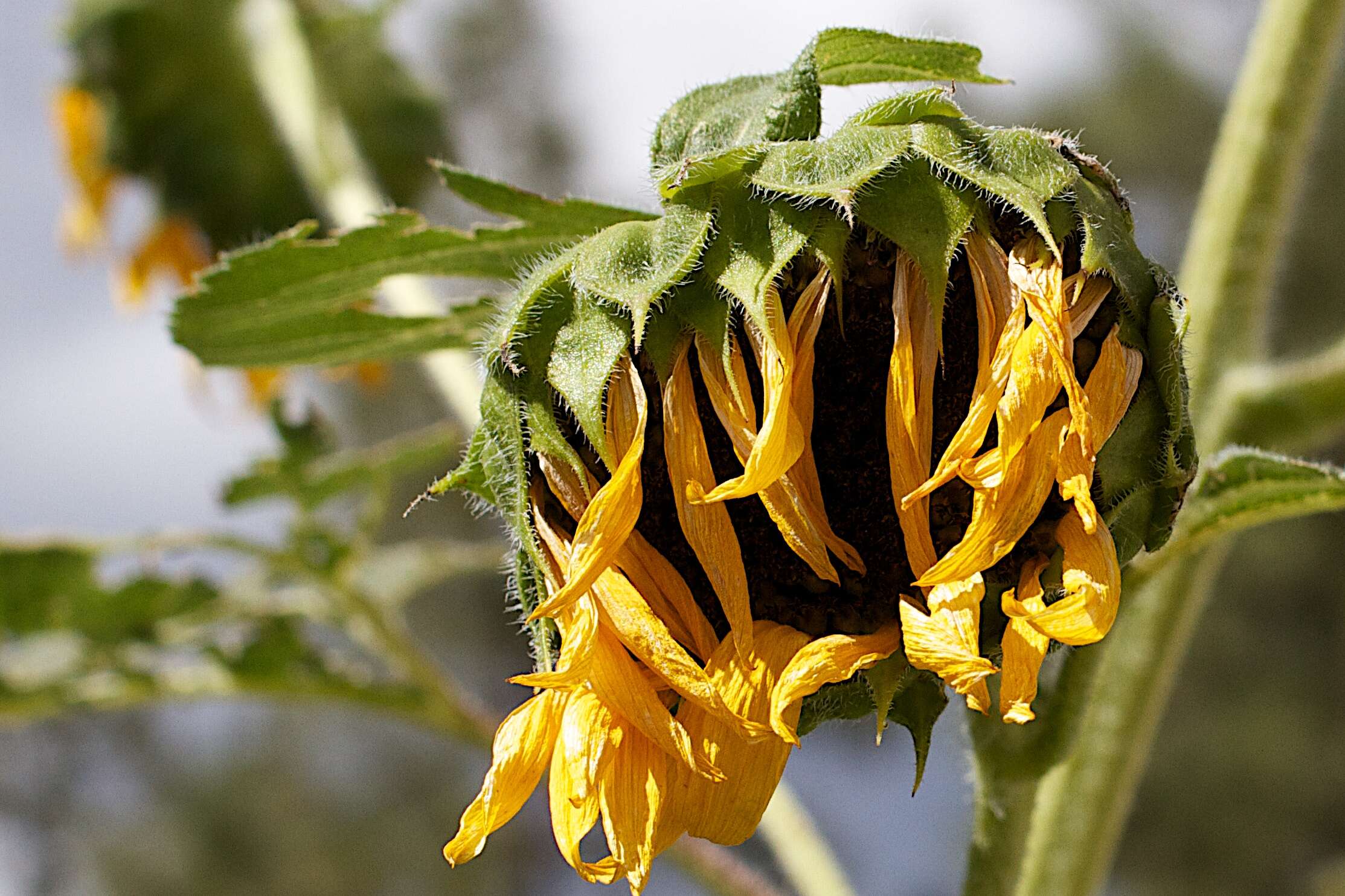 Image of common sunflower