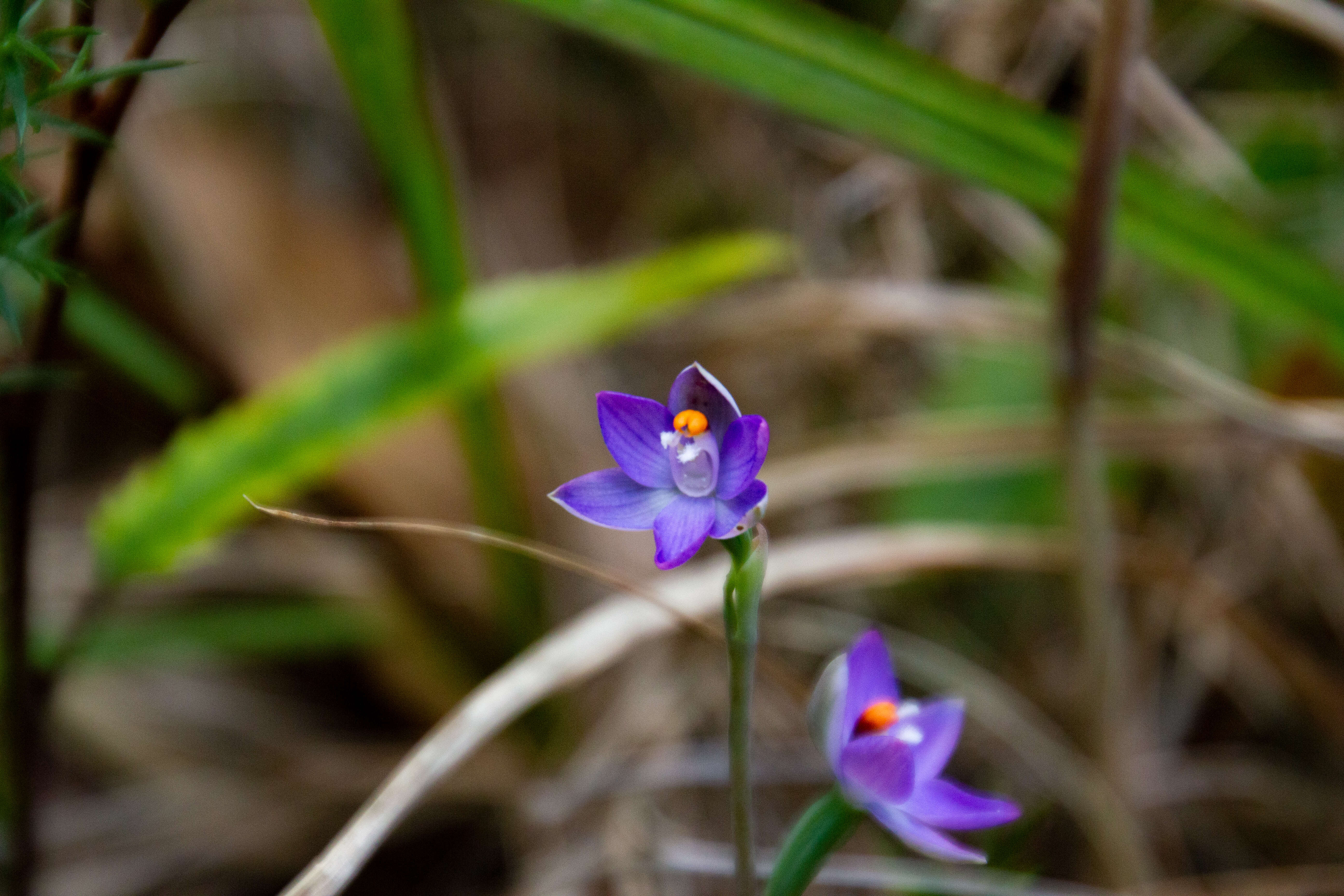 Image of Slender sun orchid