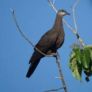 Image of Barking Imperial Pigeon