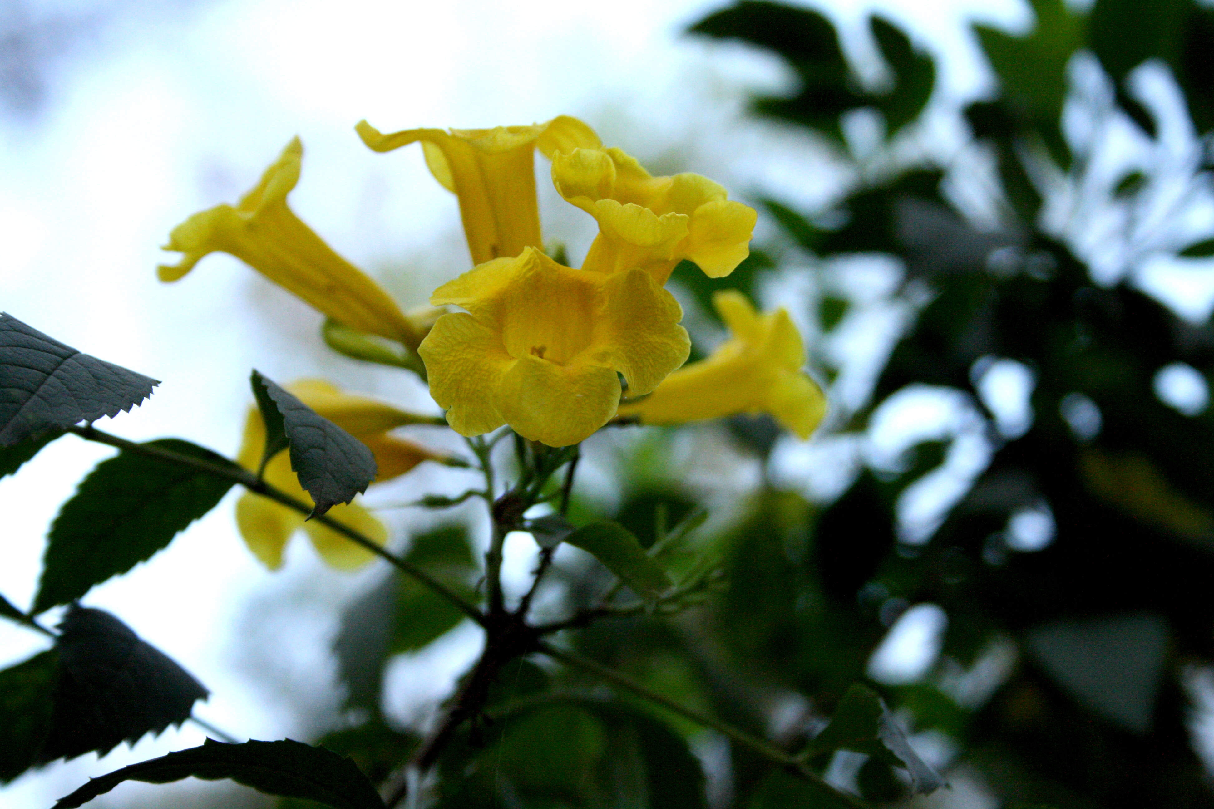 Image of Yellow bells