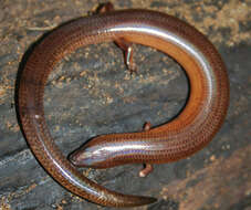 Image of Jessi’s slender skink