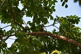 Image of Hispaniolan Woodpecker