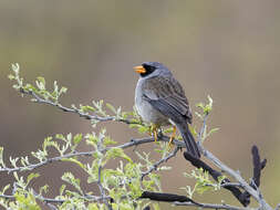 Image of Gray-winged Inca-Finch