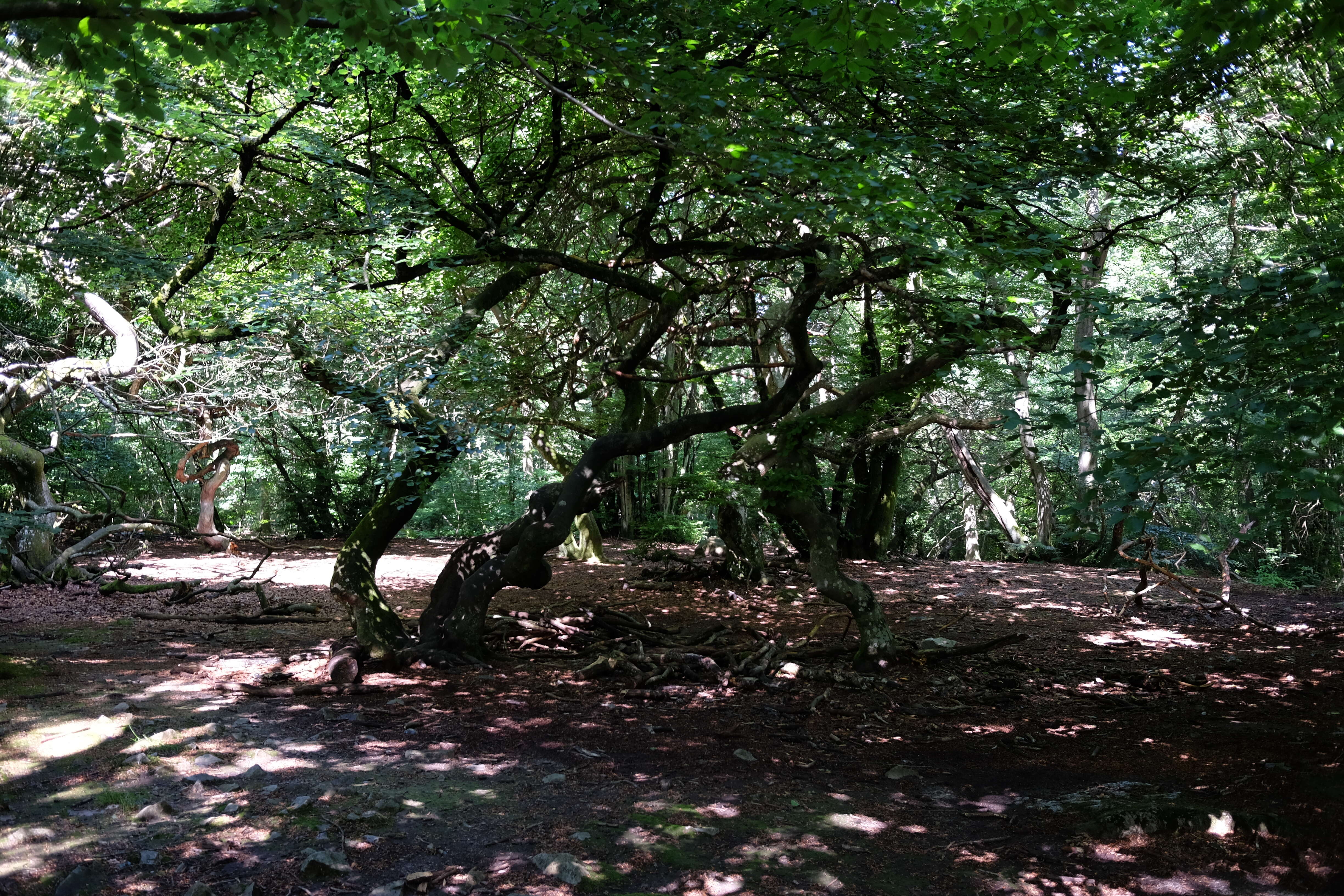 Imagem de Fagus sylvatica var. suentelensis