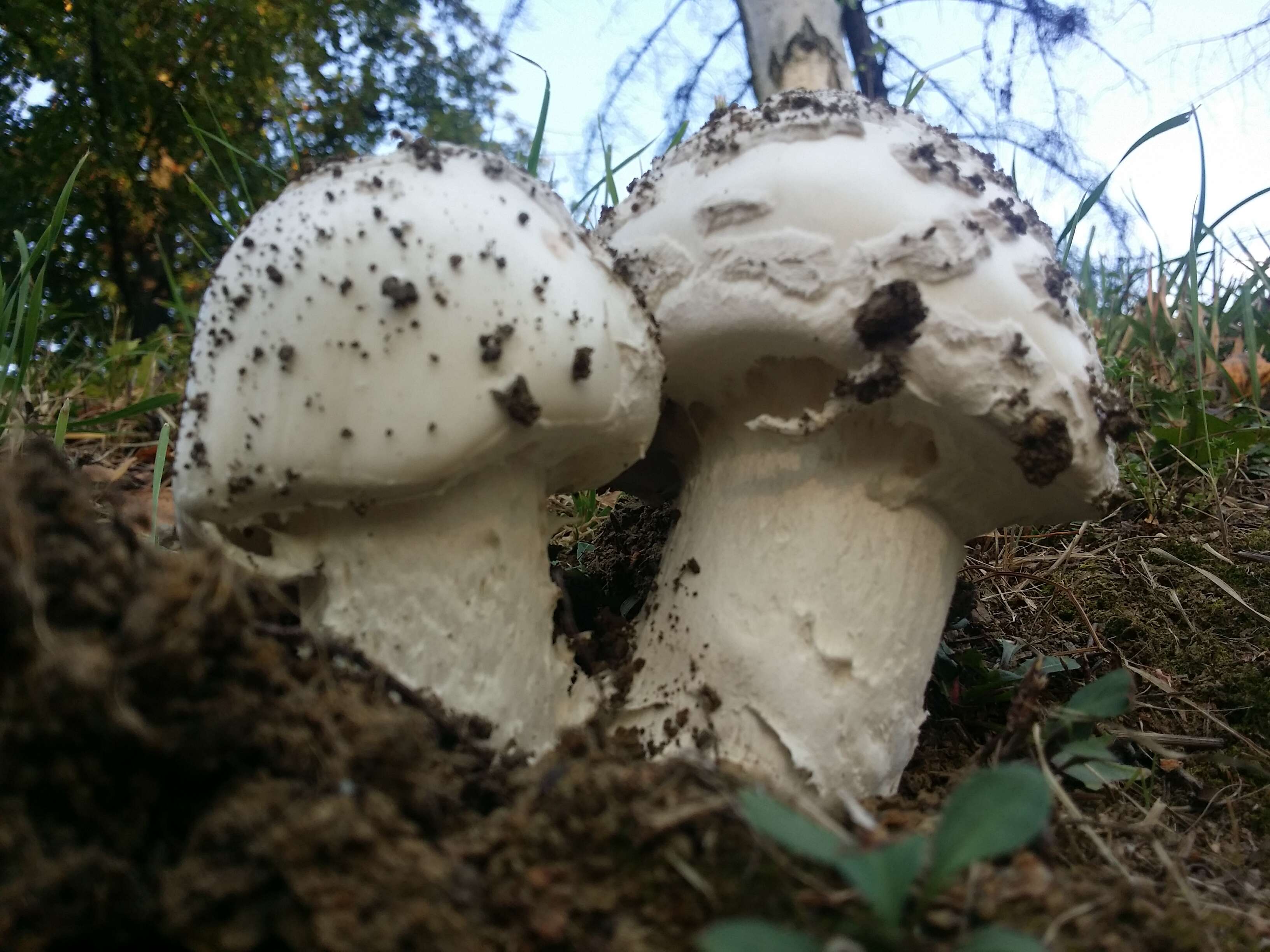 Image of Amanita strobiliformis (Paulet ex Vittad.) Bertill. 1866