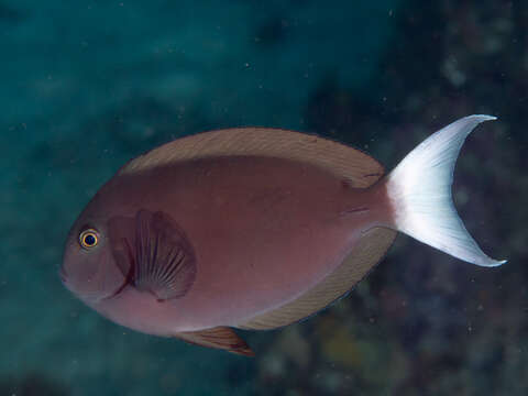 Image of Chocolate Surgeonfish