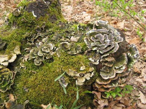 Image of Turkey Tail