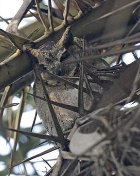 Image of Indian Scops Owl