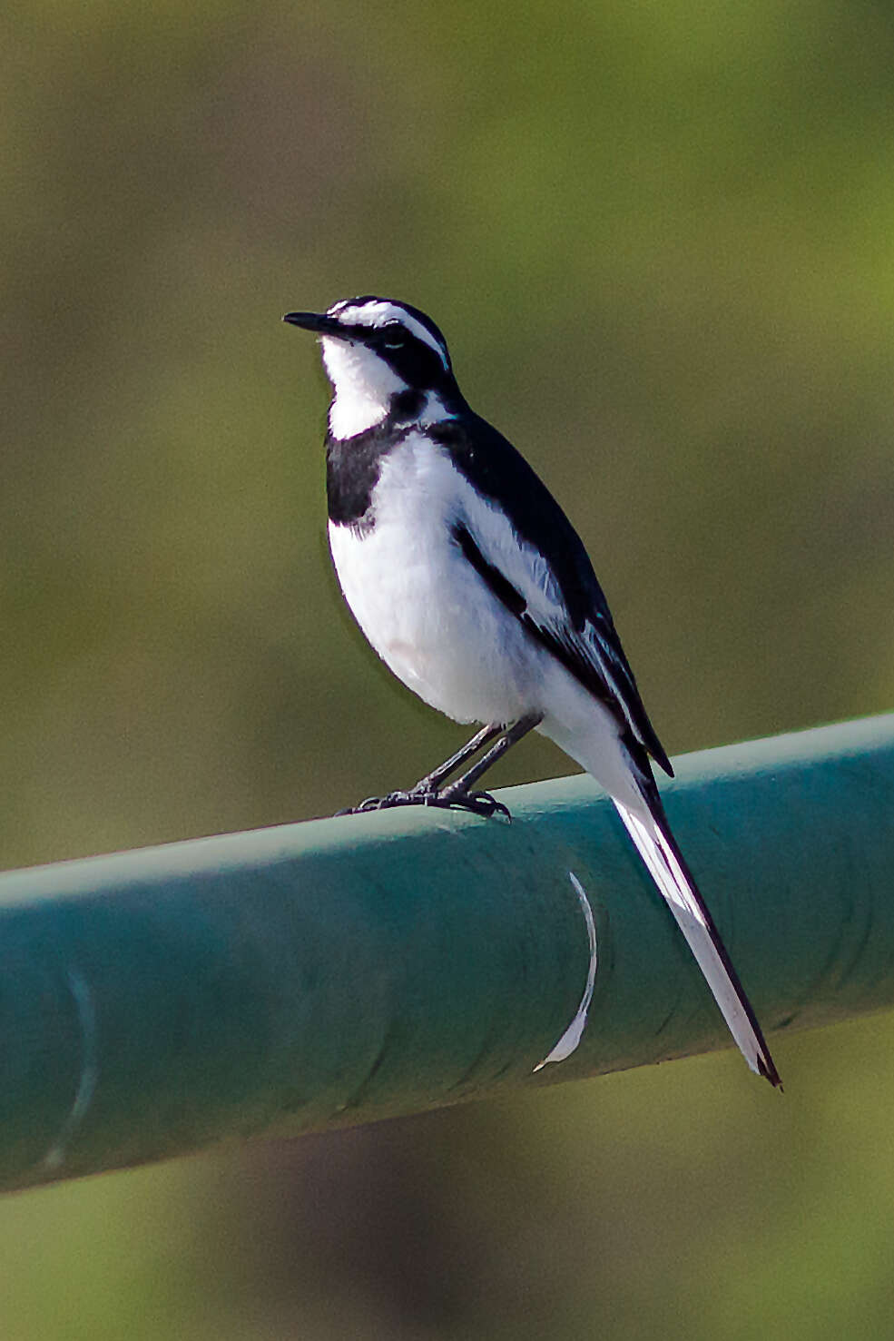 Image of African Pied Wagtail