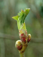 Image of Black Currant