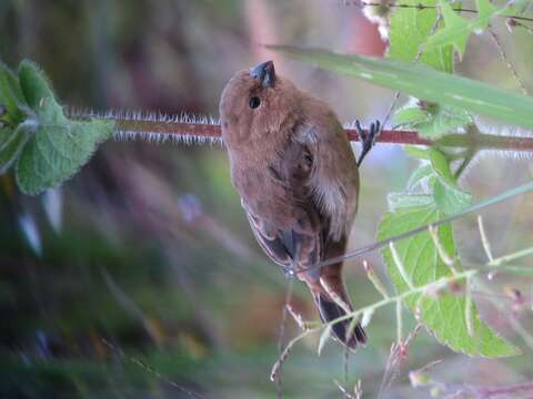 Image of Ruddy-breasted Seedeater