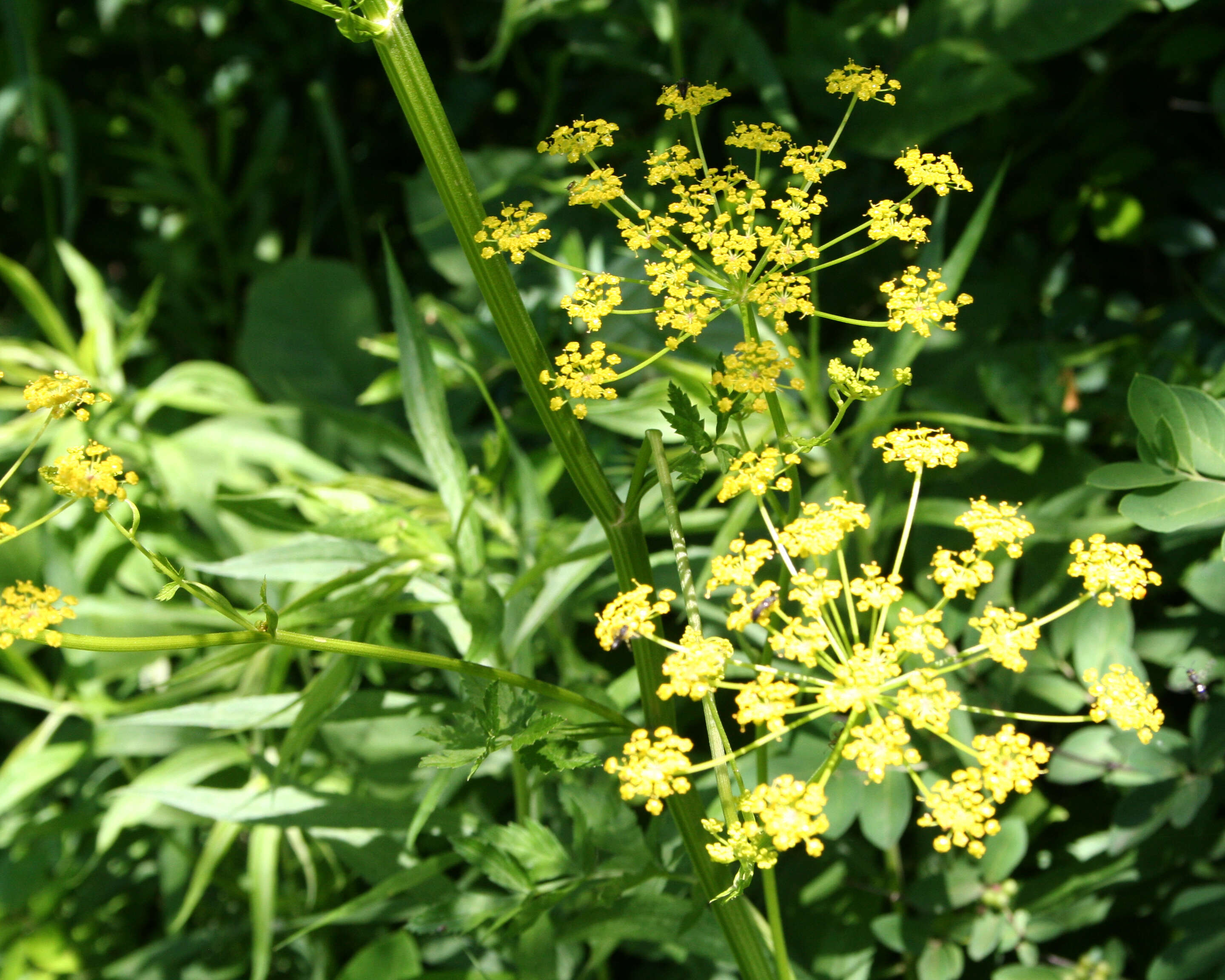 Image of wild parsnip