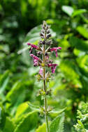 Image of hedge nettle