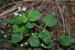 Image of Wood speedwell