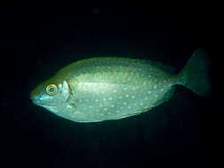 Image of Dusky rabbitfish