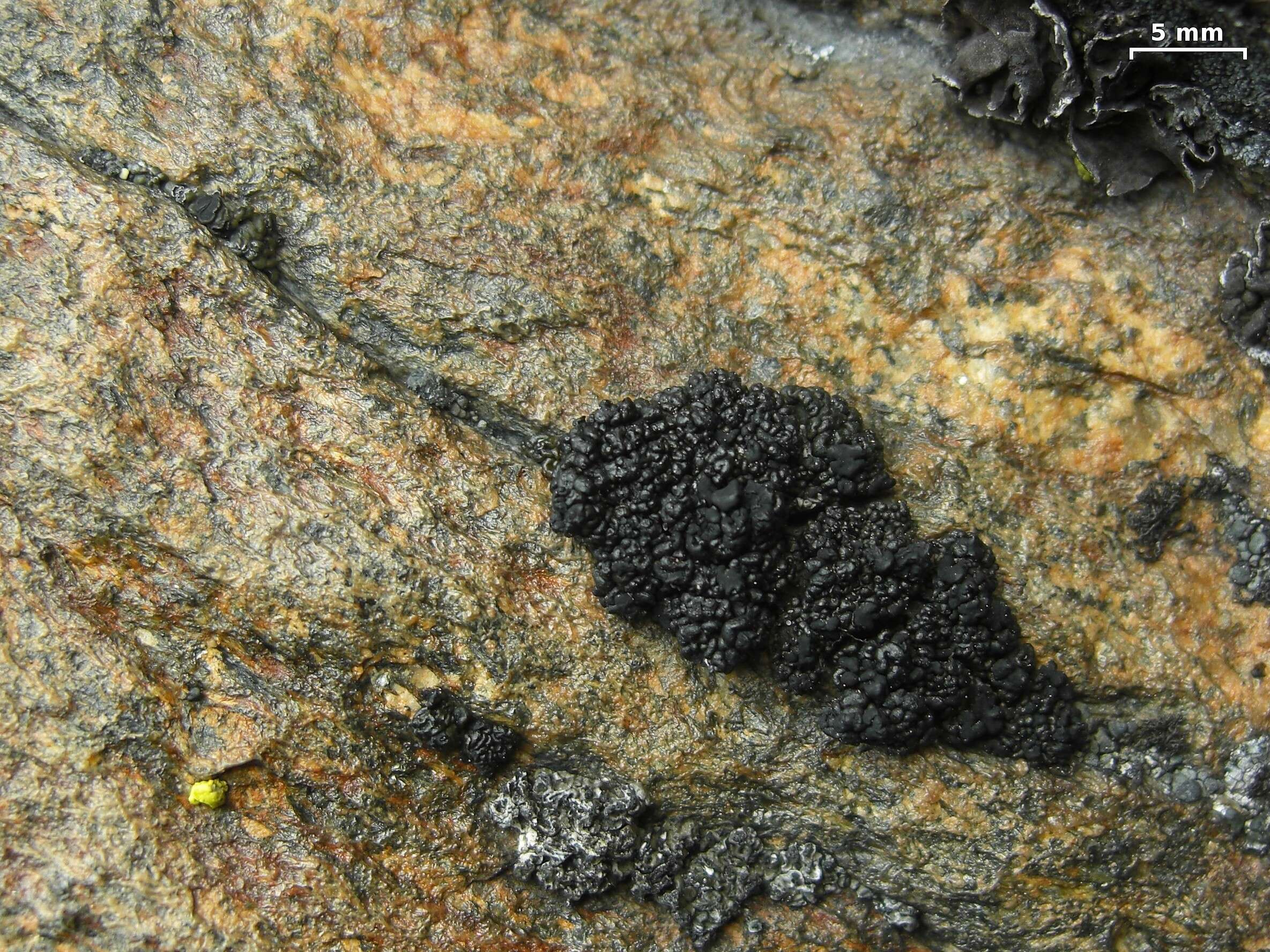 Image of Pringle's rim lichen