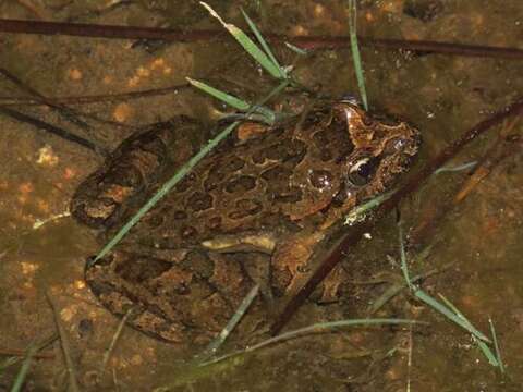 Image of Tyrrhenian Painted Frog