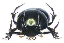 Image of Onthophagus (Colobonthophagus) dama (Fabricius 1798)