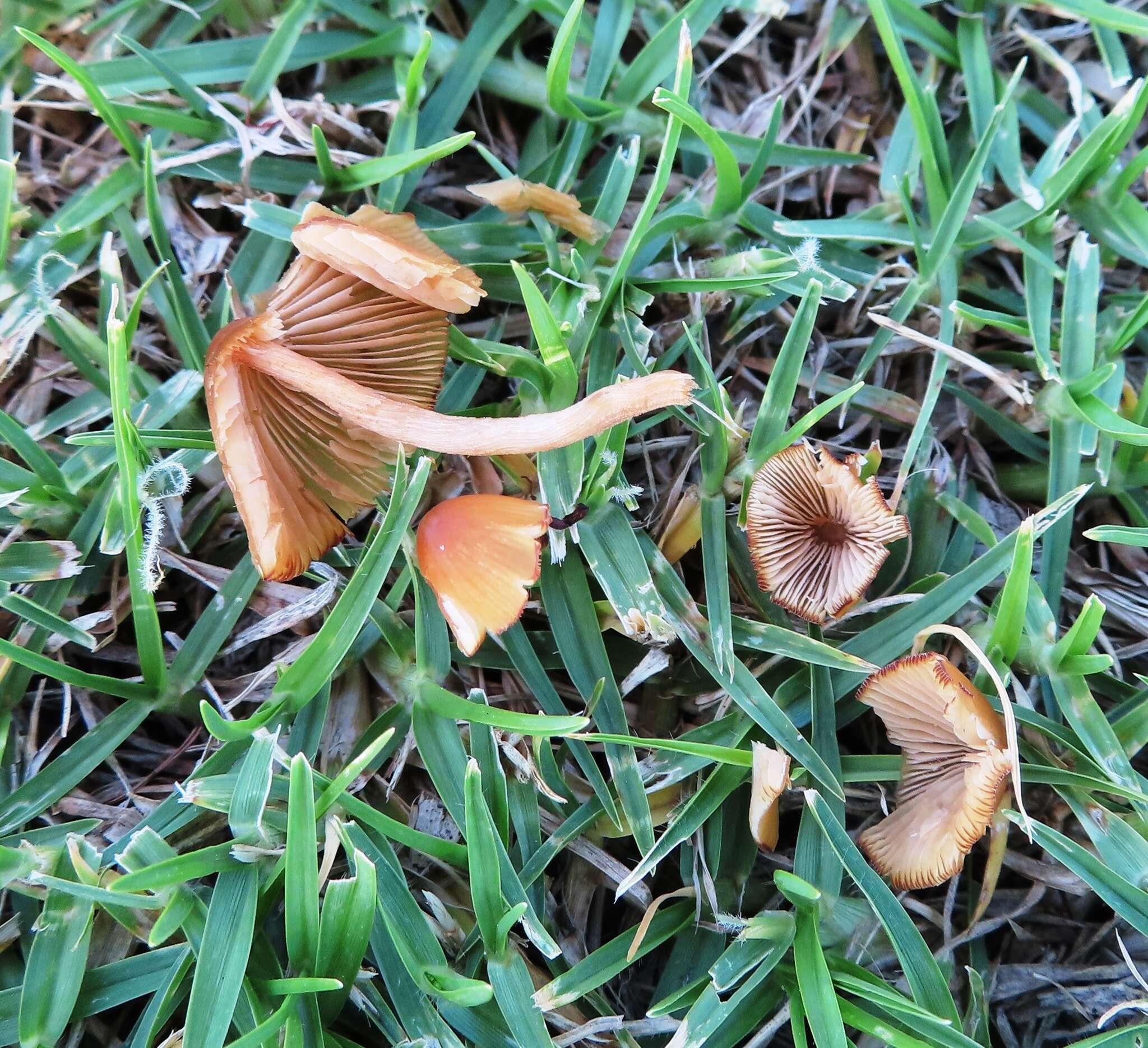 Imagem de Conocybe tenera (Schaeff.) Fayod 1889