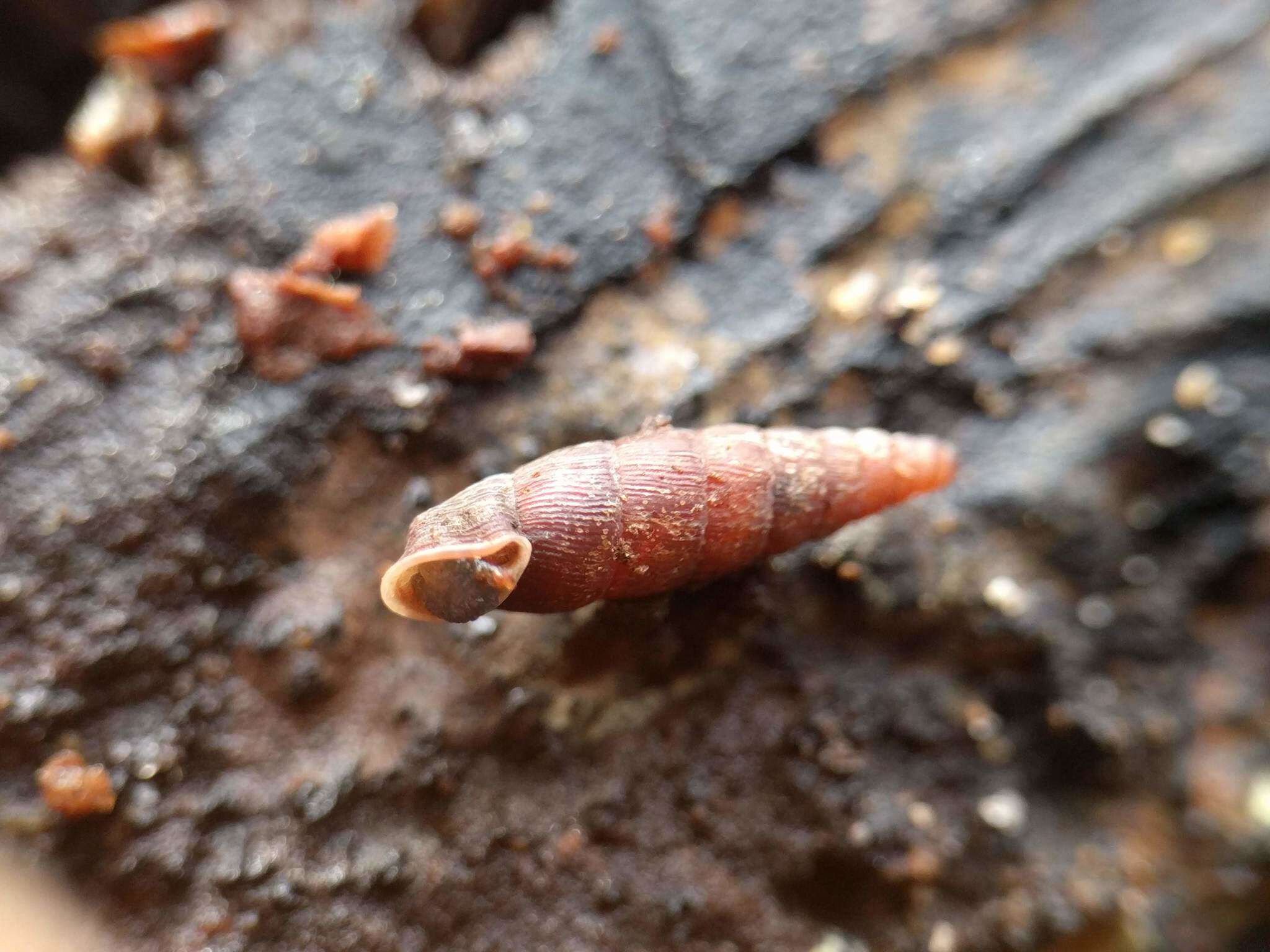 Image of two-toothed door snail