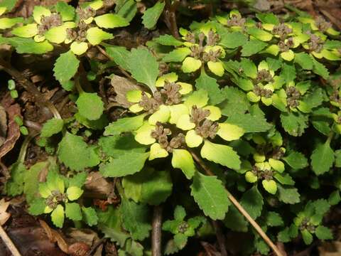 Plancia ëd Chrysosplenium